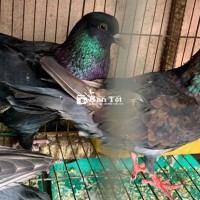 cặp bồ câu gà