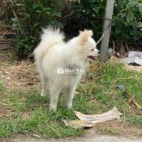 Nhà mình có bé cún Phốc Sóc trắng như bông, siêu n