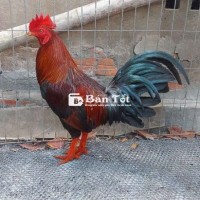 Tơ zin tay tốt chưa cự mạnh