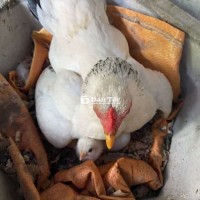 Cần tìm mái tre bắc