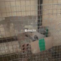 Bồ câu titan sinh sản