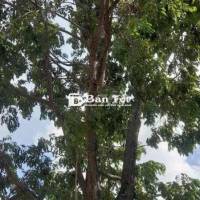 -CÂY SÂN VƯỜN CHO ĐẠI GIA-