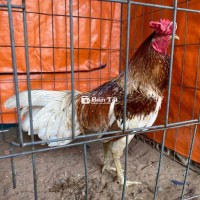 Bướm siu mỹ 3k1 zin tay tốt