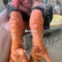Bán gà đông tảo