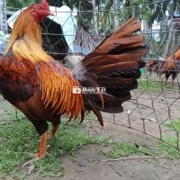 Khét lai trạng 3k2 tơ zin