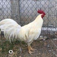 gà bướm 2kg8 trang 2kg950