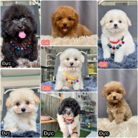 Poodle Tiny Toy - Nâu Kem Mơ đen