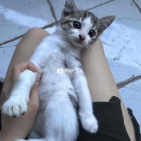 mèo lai ald 3 tháng tuổi