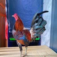 Xanh tơ trạng 1kg200000