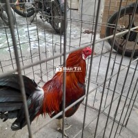 Gà mỹ hách xanh f1zin hàng tốc độ
