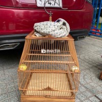 sin đẹp zin cả bộ