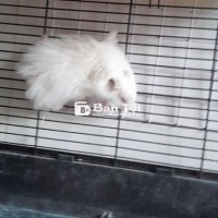 Hamster bear xù🎊