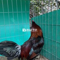 Xanh sil mỹ 3k4 tay dày, giỏi