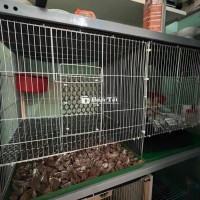bán lồng ghép và lồng 50 vuông