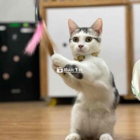 Cần tìm nhà mới cho em tabby chân ngắn