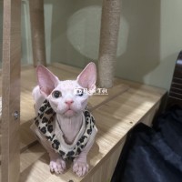 Trai đẹp cần tìm bame