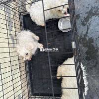 Bán 3 bé poodle