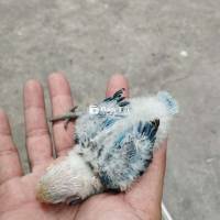 Lb Blu vàng