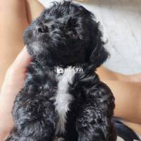 Tìm nhà mới cho các con 40 ngày tuổi.