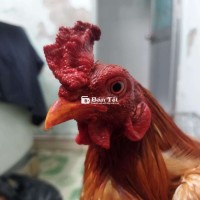 Bướm đỏ 1k4 tay 1 cục