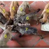 Chó Phú Quốc lai - 2 tháng tuổi hơn - 3 đến 4 ký