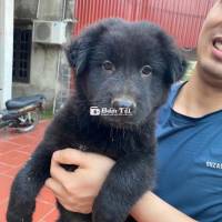 nhà có đàn bắc hà xù muốn bán