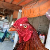 Đều lao 3ki tay tốt lỏn lẻn