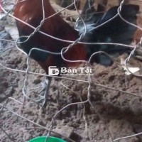 1kg 2x mù 1 mắt