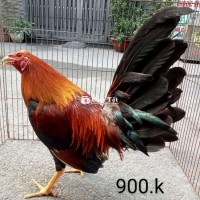 Víp 1 kg 350oa tay tốt gà zin