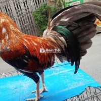 Cú gà zin sung túc 1kg 350oa