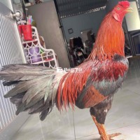 xanh vuông 2ki9 ăn 1x thử cựa còn tag nhẹ nui thêm