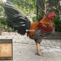 Gà Nòi 3kg4 Xám Sơn - Gà Xứng Đẹp, Ăn Thịt Ngán Quá Bán Bỏ Cho Anh Em  