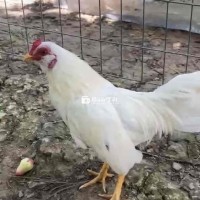 Gà Tre Bắc Nhạn Râu Cần chia em nhạn râu  