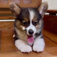 bé corgi cái đã đến tuổi về nhà mới