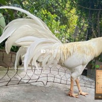 Gà Thái Nọc Zin 3kg8 - Lông Mướt Đẹp, Mặt Cay, Đuôi Dài Tựa Phượng  