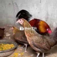 dọn chuồng cần bán 1 bộ tre mỹ 1 trống 4 mái 2tr5