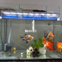 3 cá Ryukin tricolor, đỏ size 4 ngón
