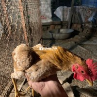 Cần thanh lý gà bầy 15-20 con trống  