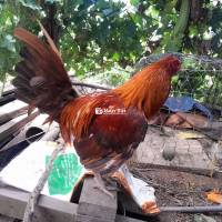 Gà đá cựa sắt 1.350k
