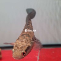 Bán cá red barito