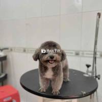 Tìm Nhà Mới Cho Em Xíu 🥰  