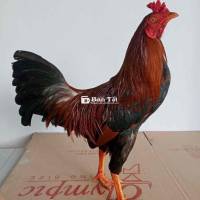 Tre Đều siumy 1k4 zin