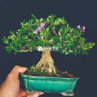 Cây Linh Sam bonsai mini