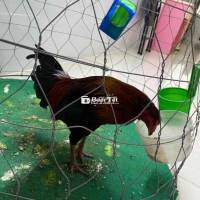 Thanh Lý Nhanh Gà Xanh Zin Chưa Đá Trọng Lượng 1kg2 - 1kg3  