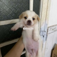 Chó Nhật Lai Chân Lùn
