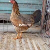 Mái Mỹ 75 SJU 25 Có Cựa 2K4 - Gà Bổn Mẽ May Độ Tay Khủng  