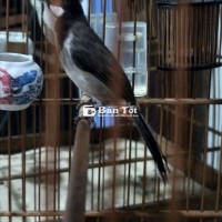 Bộ mào bông mặt mùa đầu