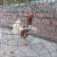 Che đều chạg 1kg4 1kg5