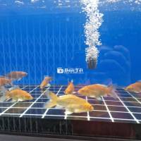 Chép Sư Tử S7 8 SPS – Uy tín, chất lượng  