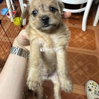 Poodle lai Nhà mới đẻ 3 em poodle Lai ạ